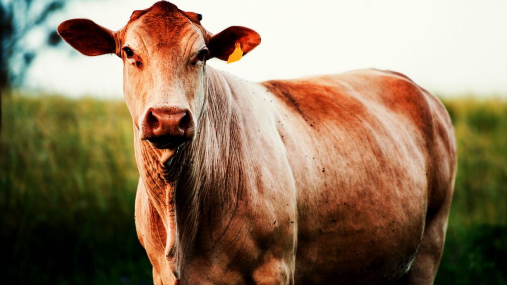 কৃমিনাশক (Dewormer)