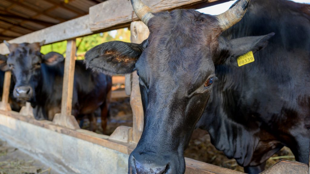 গবাদিপশুর ভিটামিন ও মিনারেলের অভাব
