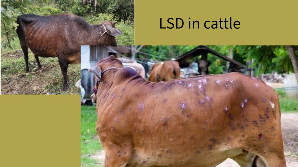 গরুর লাম্ফি স্কিন ডিজিস